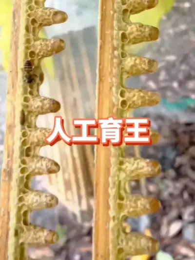 怎么人工育王#蜜蜂养殖 #三农 #人工育王 #蜂王