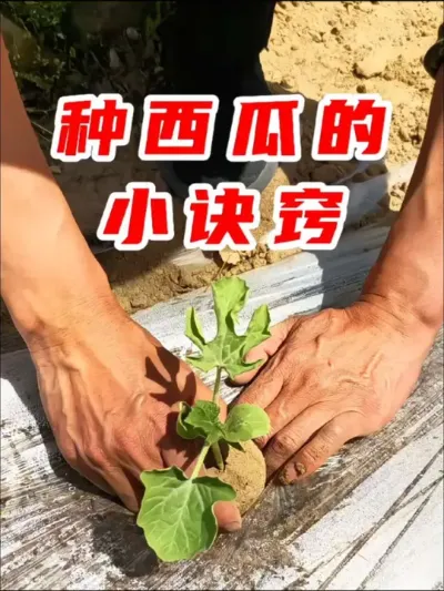 种#西瓜 的小诀窍#西瓜种植 #种植小技巧 #种菜  #分享农业知识帮农民增产增收 @梦幻庄园 #种地偷菜整蛊时刻