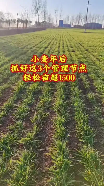小麦想高产打对时间用对约效果翻倍#朝晖农资#农业 #抖音助农扶农 ##三农种植 #农业种植技术