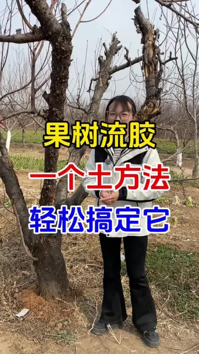 果树流胶一个土方法轻松搞定#果树种植#果树流胶#流胶病防治#果园管理#分享农业知识帮农民增产增收