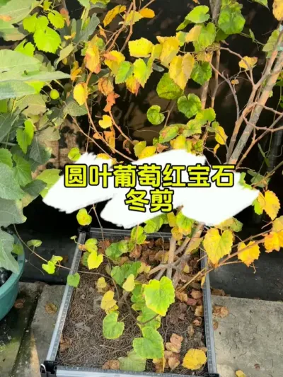 赶在年前终于修剪圆叶葡萄红宝石了，过几天再施冬肥。 #我的小菜园 #楼顶菜园 #圆叶葡萄 #红宝石圆叶葡萄