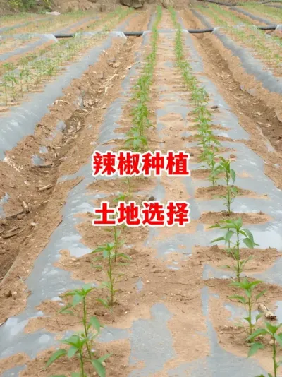 种植辣椒这些地块能不能用#辣椒种植 #辣椒 #小米辣 #线椒 #来抖音学农技