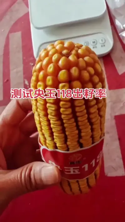 测试央玉118出籽率#高产玉米种子 #抖音助农扶农  #扶农助农 #农业种植技术 #玉米