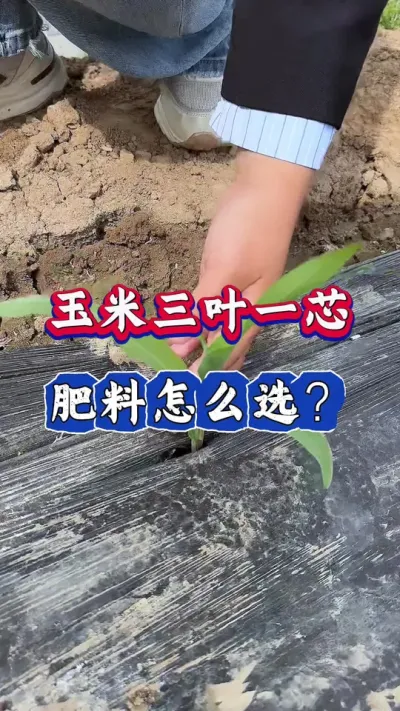 玉米三叶一芯，肥料怎么选#玉米种植 #农业 #三农 #玉米 #春耕