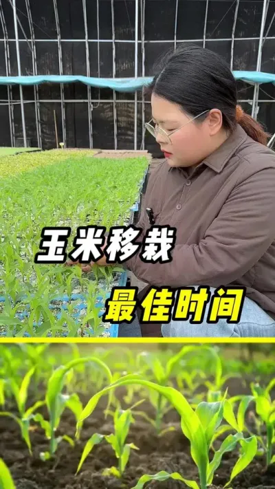 玉米移栽，最佳时间#玉米 #三农 #玉米种植 #玉米移栽 #春耕