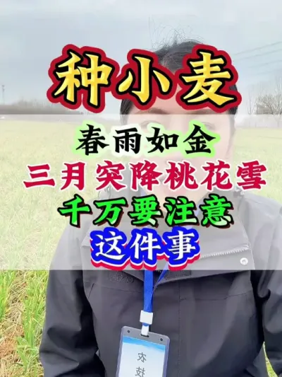 春雨如金 三月突降桃花雪 千万要注意这件事#小麦 #小麦种植 #小麦高产 #小麦管理 #种小麦