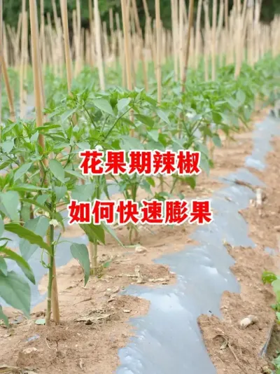 花果期辣椒如何快速彭果提前上市#辣椒种植 #辣椒 #小米辣 #线椒 #来抖音学农技