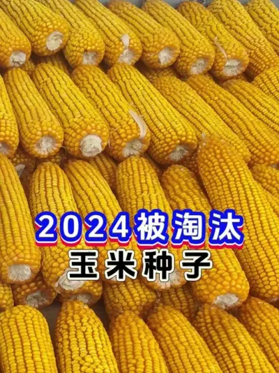 2025不能种植的玉米种子 #玉米种子 #高产玉米种子 #强硕68 #今日三农爆款
