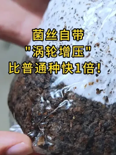 粉丝反馈我们这个棉壳菌种比一般别的菌种发菌要快，因为我们菌种自带涡轮增压，出菇再也不怕参差不齐。#平菇种植 #平菇菌种 #食用菌栽培种 #栽培种