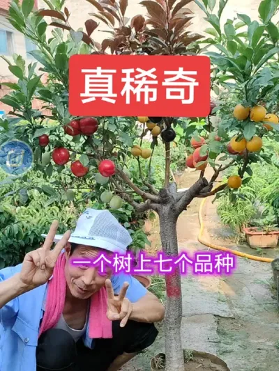 #上热门🔥 #老桩多品桃李杏#一树多品@抖音上热门 @DOU+小助手