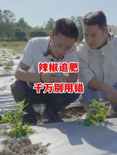 辣椒追肥不要用错了#辣椒种植 #辣椒 #小米辣 #线椒 #来抖音学农技