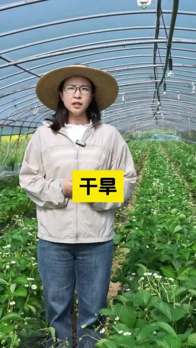 农业一道深似海，唯有砥砺前行！#启明生物大师姐 #草莓种植管理技术和方法 #农业种植 #新农人计划 #三农