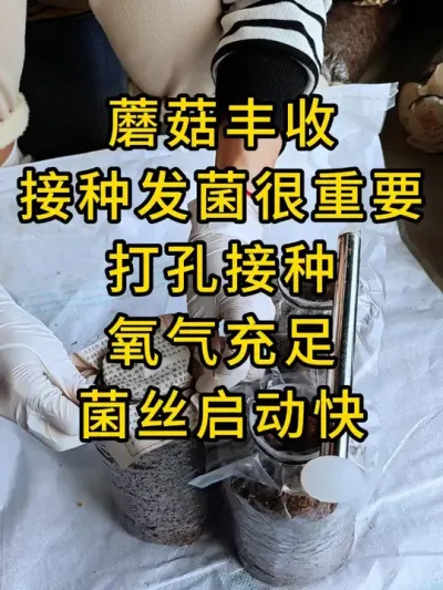 蘑菇丰收，接种发菌很重要，打孔接种，氧气充足菌丝启动快。#平菇种植 #打孔器 #菌种打孔器