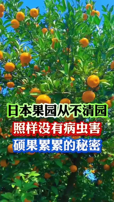 日本果园从不使用石硫合剂矿物又，为何没有病虫害，硕果累累呢？#果树种植 #病虫害防治 #果树管理 #果园管理