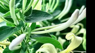 金银花的超高产种植管理技术#金银花种植技巧教学 #金银花种植 #金银花的好处 #金银花有什么特点 #金银花种植技术全过程
