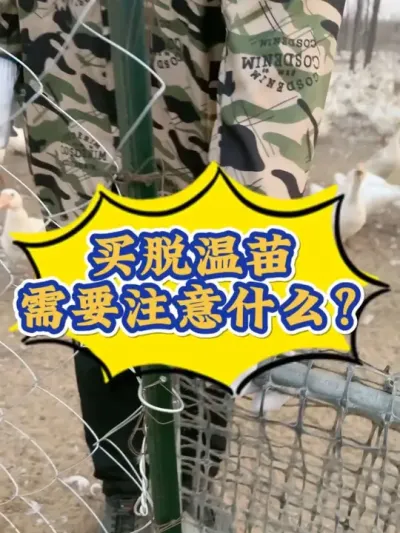 脱温苗很好养，但是买脱温苗一定 一定要注意这两点！你知道吗？#养鹅技术分享 #养鹅人 #养鹅 #三农