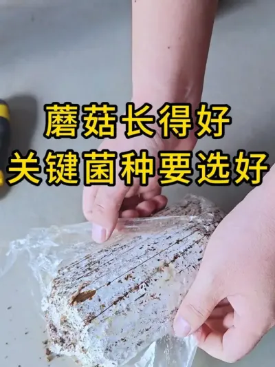 饱满好看的蘑菇，我们推荐这个枝条挂浆菌种，快来试试吧#平菇菌种 #平菇种植 #食用菌栽培种 #栽培种