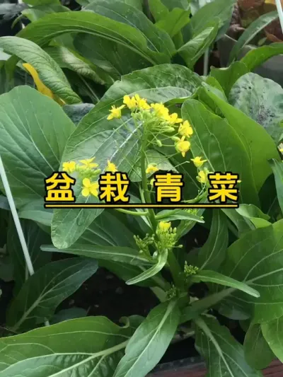 迟菜心开花了，要赶紧摘了，搞个蒜蓉清炒吧，别整天打火锅了，真的怕了。#记录我的种植生活 #楼顶菜园 #我的小菜园 #自己种的纯天然的绿色蔬菜 #我爱种菜