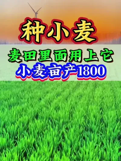 麦田里面用上它，小麦亩产1800#小麦种植 #小麦管理 #小麦高产 #种小麦 #小麦 #高产小麦