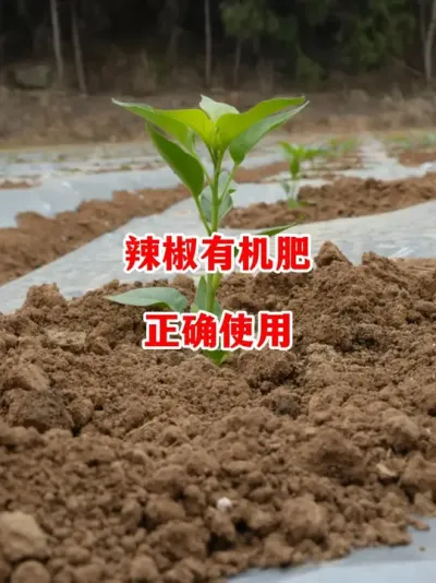 有机肥正确使用的具体效果和方法#辣椒种植 #辣椒 #小米辣 #线椒 #来抖音学农技