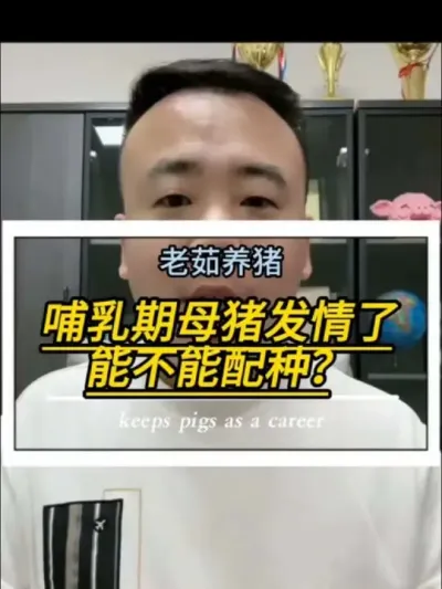 哺乳期的母猪发情了，能不能配种？#创作灵感#养猪技术 #自繁自养母猪 #养猪人