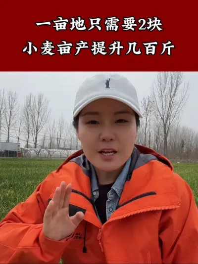 一亩地只需要2元小麦籽粒饱满干净金黄 #服务三农支持三农 #小麦种植 #小麦种植管理技术 #苄氨烷醇 #小麦高产技术
