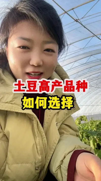 种土豆选择产量高的品种还是产量低的品种#土豆高产种植 #种植小技巧