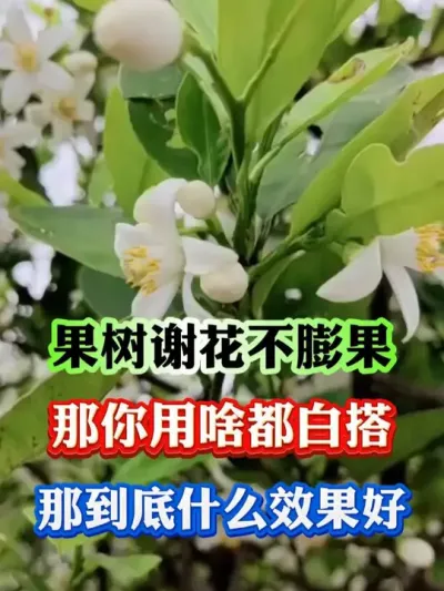 果树谢花不膨果，那你用啥都白搭，清明节之后这件事一定注意了#果树 #果树种植 #果树管理 #果园管理