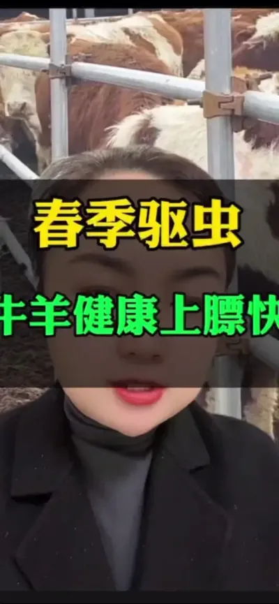 春季牛羊驱虫黄金期#养殖户 #肉牛养殖 #全国养牛人 #科学喂养 #科学养殖