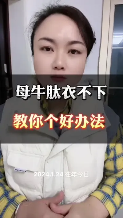 母牛胎衣不下，教你个好办法#养殖户 #全国养牛人 #科学喂养 #西门塔尔 #自繁自养