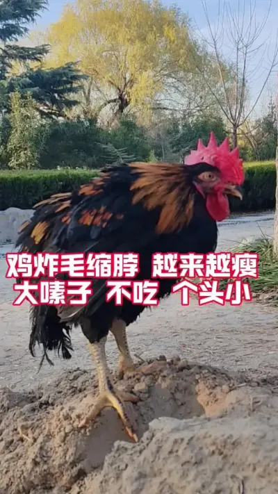 鸡炸毛缩脖，越养越瘦，大嗉子，不吃食，个头小，经常挂掉怎么办#养鸡妙招#科学养鸡#一线兽医工作者 #散养土鸡