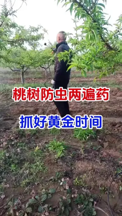 桃树蚜虫两遍药，抓住黄金时间#桃树种植#桃树蚜虫#蚜虫防治#桃树管理#分享农业知识帮农民增产增收