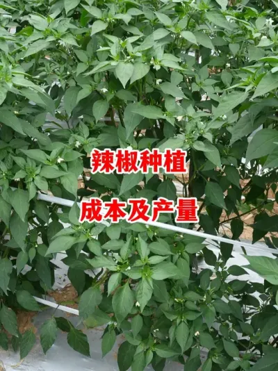 辣椒种植的成本及产量有多少#辣椒种植 #辣椒 #小米辣 #线椒 #来抖音学农技