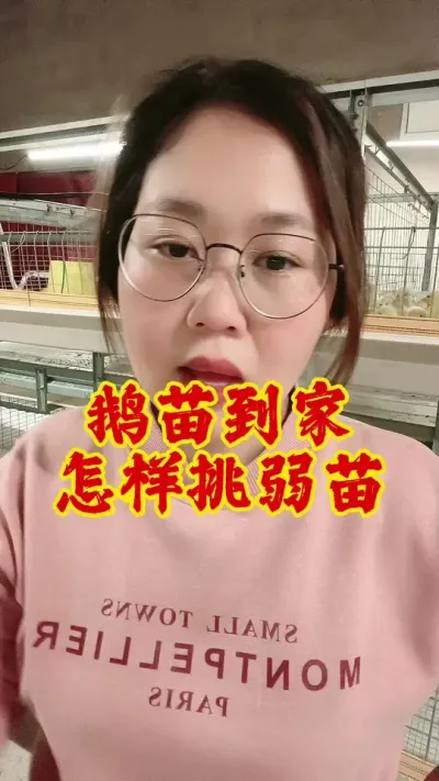 鹅苗到家，怎样挑弱苗#养鹅技术分享 #科学养鹅 #养鹅 #养鹅人 #鹅