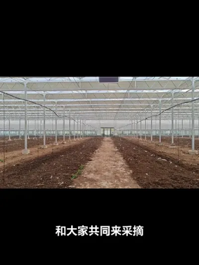 标准温室玻璃棚 期待和大家一同见证一些优质品种的生产#口感特别好吃 #葡萄新品种 #现代化农业