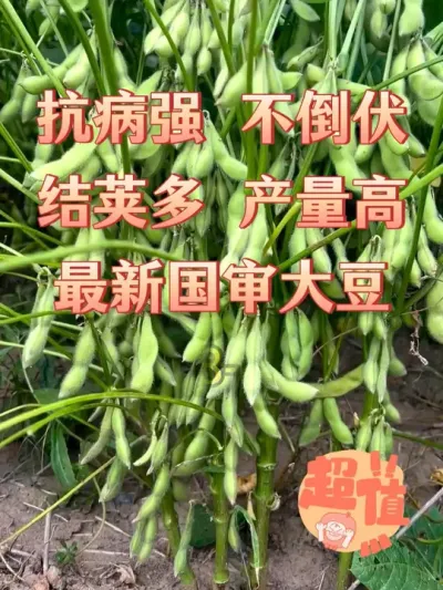 大豆谁看了不喜欢，高产大豆种子 #服务三农支持三农 #种子 #抖音助农 #优质农产品 #产量特别高