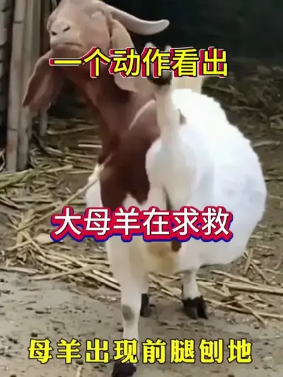一个动作看出母羊在求救 #养羊人  #养羊技术  #养羊经验  #养殖技术