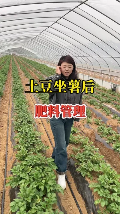 土豆座薯期应该如何管理，用什么肥料提质增产？ #土豆种植 #马铃薯高钾肥 #种植与管理 #分享农业知识帮农民增产增收