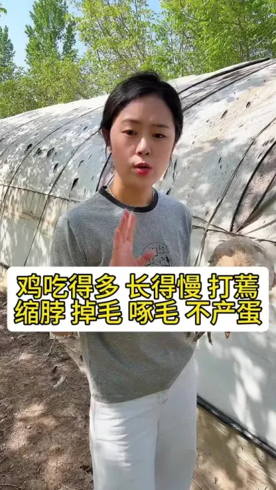鸡吃得多长得慢打蔫缩脖掉毛秃尾巴不产蛋你遇到过么#养鸡#科学养鸡#散养土鸡#鸡鸭鹅养殖#养鸡妙招