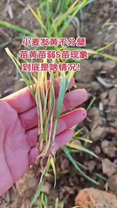 小麦苗黄应该怎样解决#心系三农服务三农 #农业种植技术 #抖音助农 #小麦 #农业