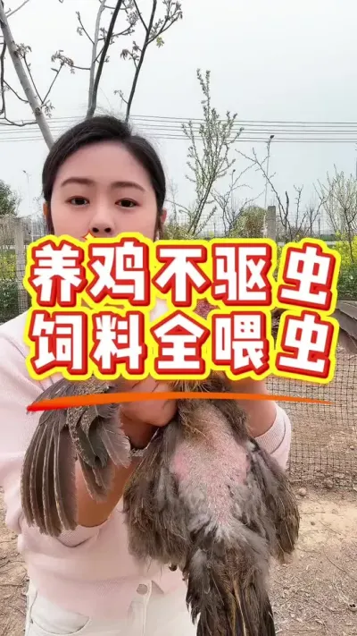 养鸡不驱虫饲料全喂虫 #鸡鸭鹅养殖 #鸡病防治 #科学养鸡 #服务三农支持三农 #养殖小妙招