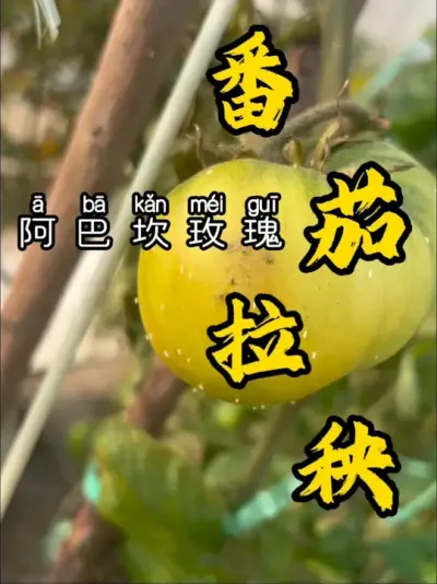 拔个番茄秧，差点吃了一堆飞虫。太可怕了，密密麻麻的，不动它还没发现，已经泛滥成灾了。#盆栽果树 #记录我的种植生活 #番茄种植 #盆栽番茄#阿巴坎玫瑰