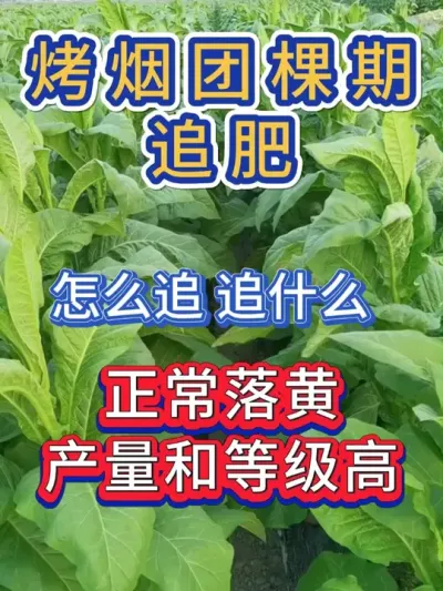 烤烟团棵期追肥怎么追，烤烟正常落黄，等级高 #烤烟种植技术与管理 #烤烟种植 #烤烟 #烟草种植