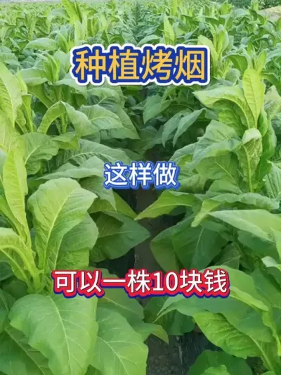 一株十块钱的烤烟怎么种的 #烤烟种植技术与管理 #烤烟 #烤烟种植 #烟草种植 #农业种植