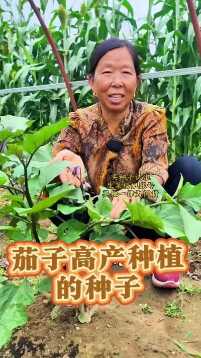 茄子高产种植的种子 茄子高产种植的种子#茄子种植 #蔬菜种植 #蔬菜种子 #生菜杨姐