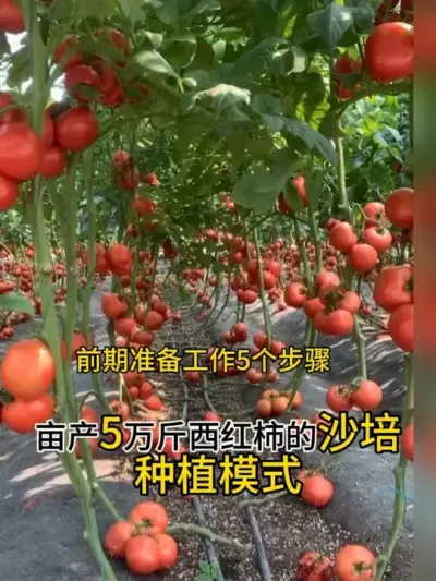 #无土栽培#沙培#西红柿#蔬菜种植
西红柿亩产5万斤的沙培种植模式，详细5个步骤