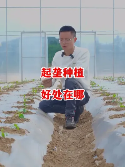 辣椒种植起垄的意义到底有哪些#辣椒种植 #辣椒 #小米辣 #线椒 #来抖音学农技