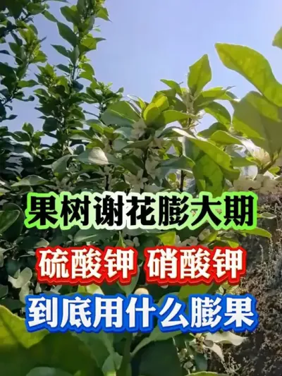 果树谢花膨大期，用什么膨果最快#果树 #果树种植 #果树管理技术 #果园管理