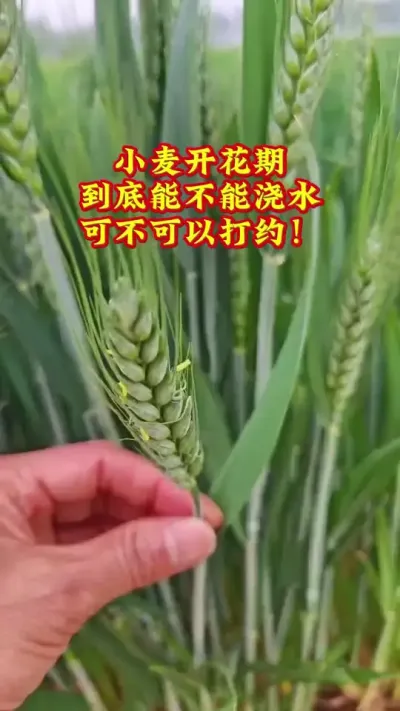 小麦开花期能不能打约能不能浇水#抖音助农#新农人#种植#小麦