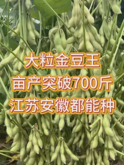亩产突破新高，700斤，喜欢的朋友们抓紧时间购买吧 #抖音助农 #优质农产品 #三农 #产量特别高 #种植小技巧